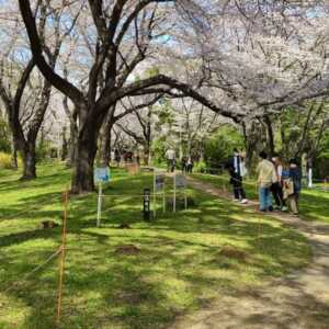国営昭和記念公園