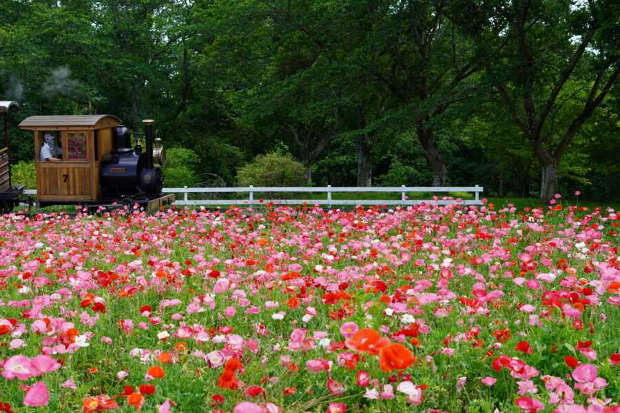 成田ゆめ牧場