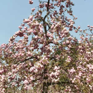田上梅林公園