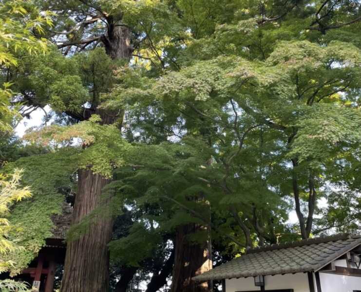 日向薬師
