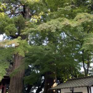 日向薬師
