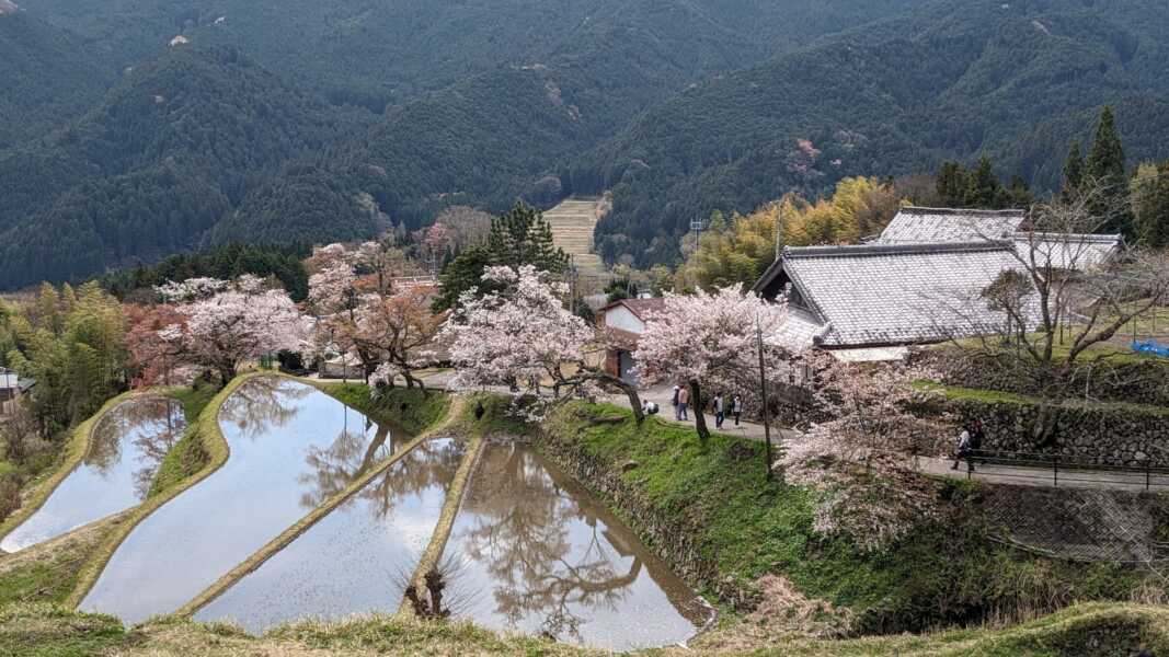 三多気の桜