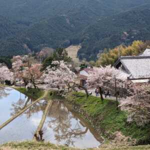 三多気の桜