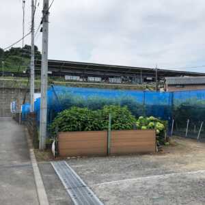 石黒ブルーベリー農園