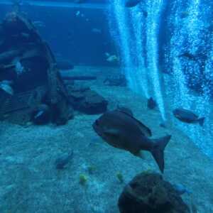 箱根園水族館