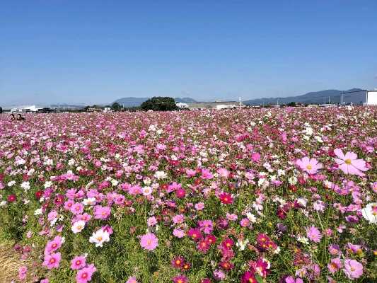 キリン花園