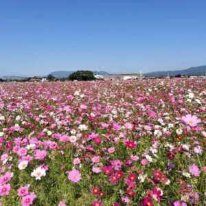キリン花園