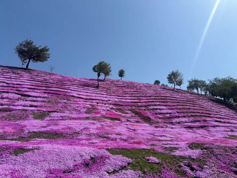 芝ざくら滝上公園