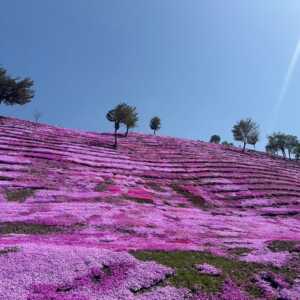 芝ざくら滝上公園