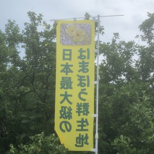 新和町ハマボウ群生地