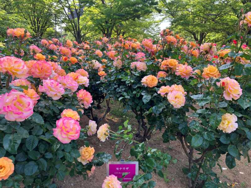 与野公園