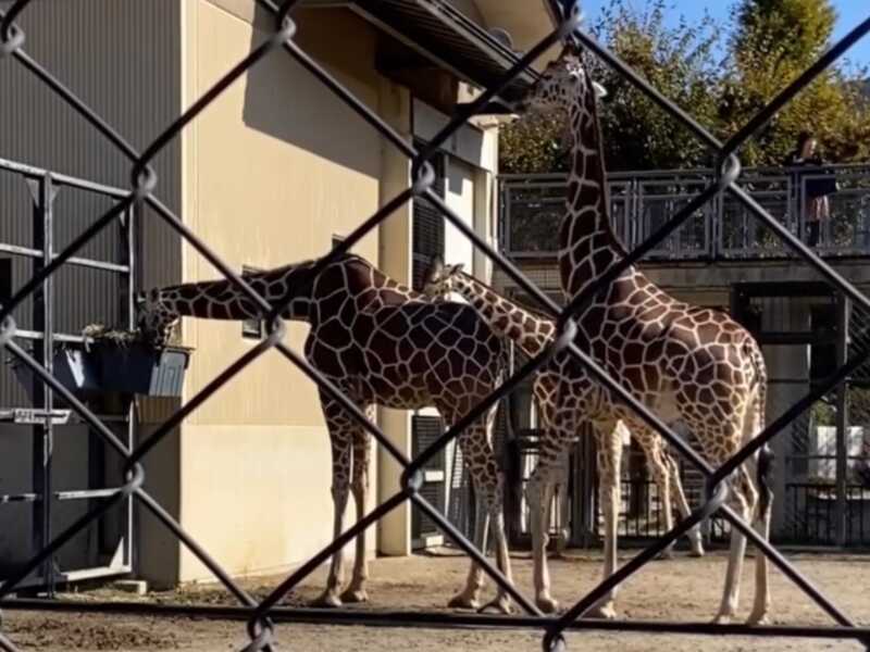 京都市動物園