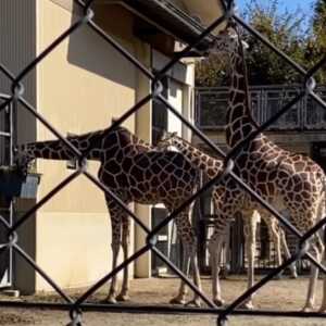 京都市動物園