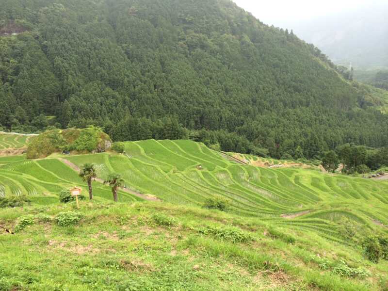 丸山千枚田