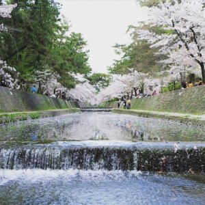 夙川公園