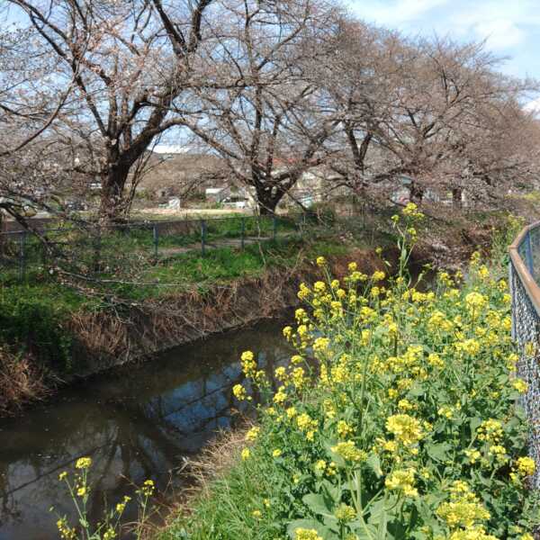 見沼田んぼ桜回廊