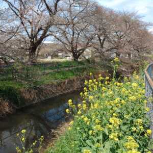 見沼田んぼ桜回廊