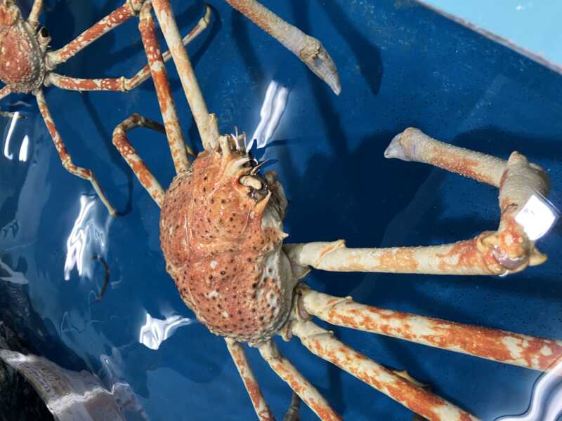 竹島水族館