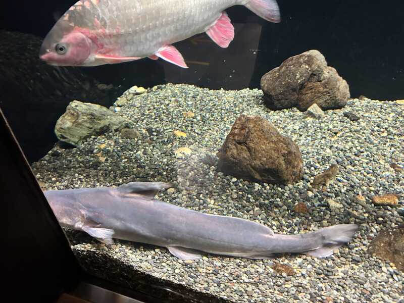 滋賀県立琵琶湖博物館