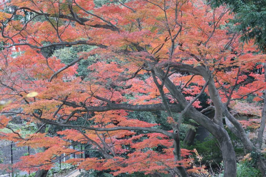 野毛山動物園