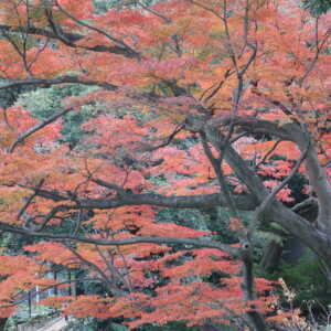 野毛山動物園