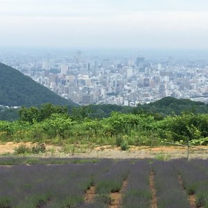 幌見峠ラベンダー園