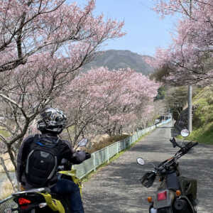 黄柳川桜スポット