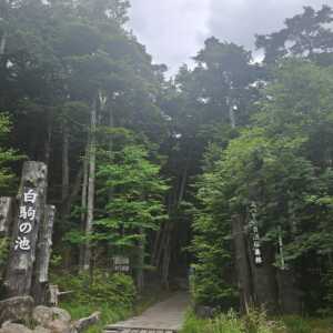 白駒の池