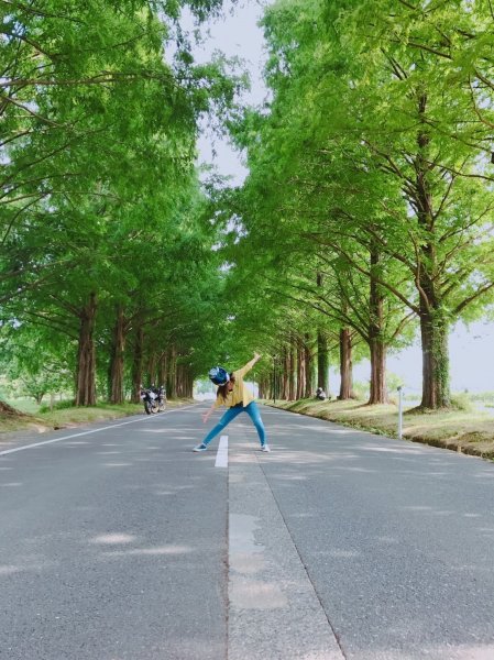 メタセコイヤ並木道