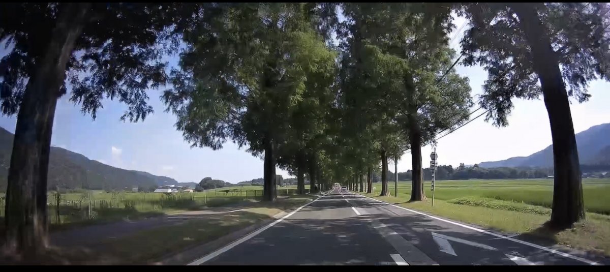 メタセコイヤ並木道