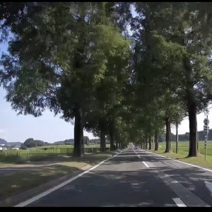 メタセコイヤ並木道