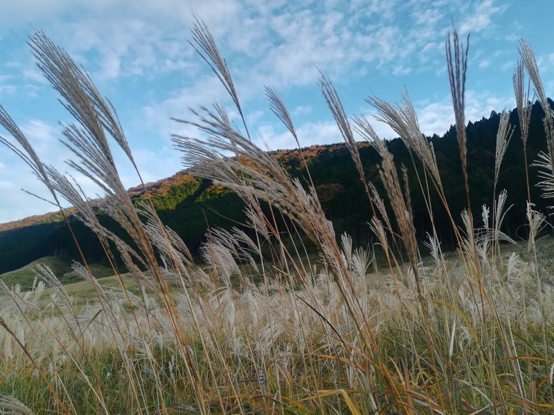箱根仙石原
