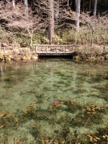 モネの池