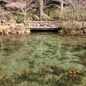 モネの池