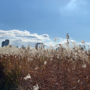 淀川河川公園