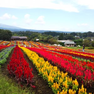 那須フラワーワールド