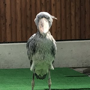 掛川花鳥園