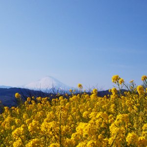 吾妻山公園