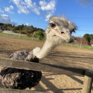 ダチョウ王国石岡ファーム