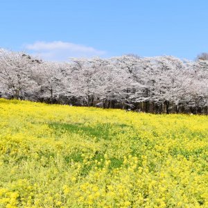 みやぎ千本桜の森公園