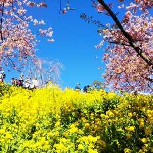 西平畑公園