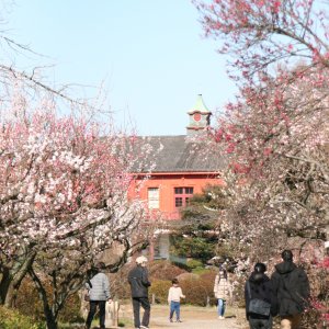 小石川植物園