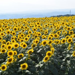 明野のひまわり畑