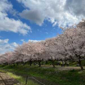 幸手権現堂桜堤