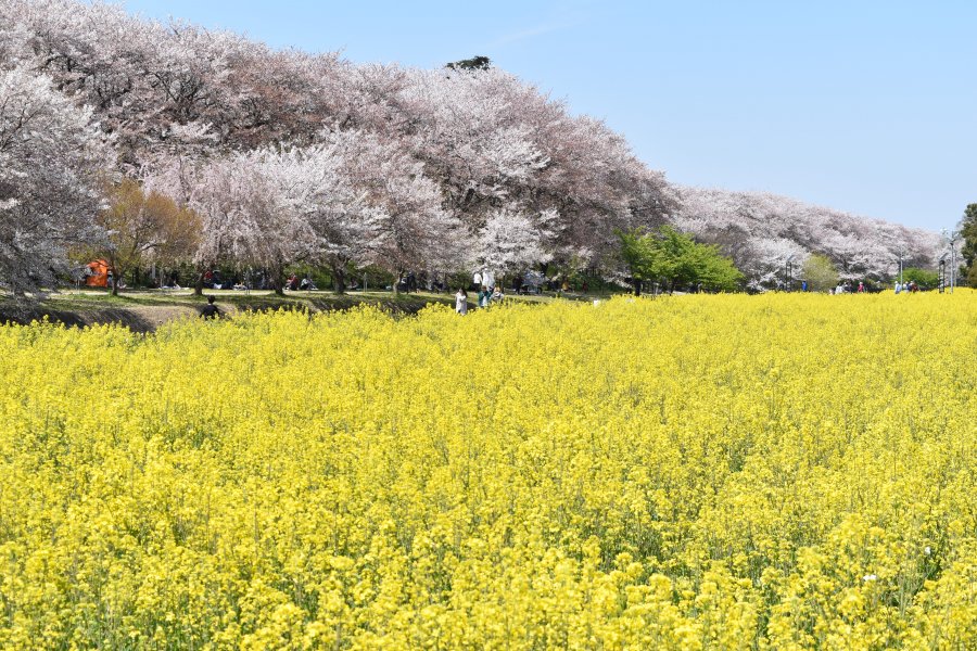 幸手権現堂桜堤