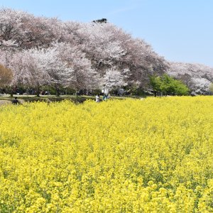 幸手権現堂桜堤