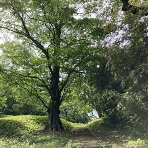佐倉城址公園