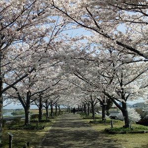 おの桜づつみ回廊