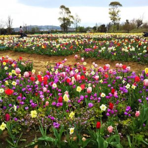花菜ガーデン