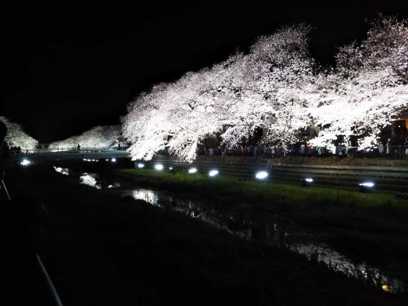 野川の桜並木
